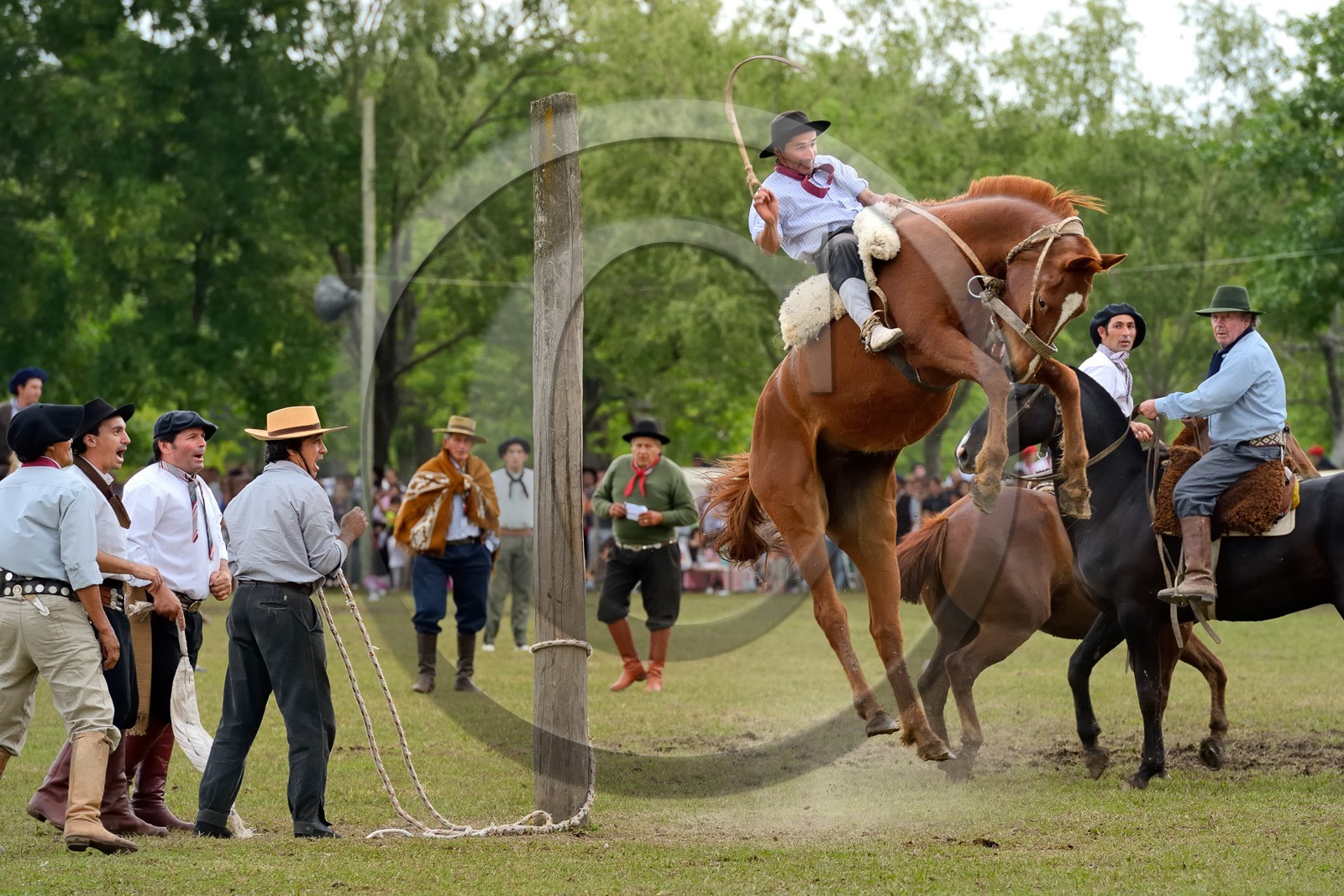 Argentine, province de Buenos Aires, San Antonio de Areco, fête du Jour de la Tradition (Dia de la Tradicion), les gauchos prouvent leur habilité à cheval lors d'un rodéo appelé Jineteada gaucha  Argentina, Buenos Aires Province, San Antonio de Areco, Tradition Day festival (Dia de Tradicion), gauchos demonstrate their ability with horses at a rodeo called Jineteada gaucha